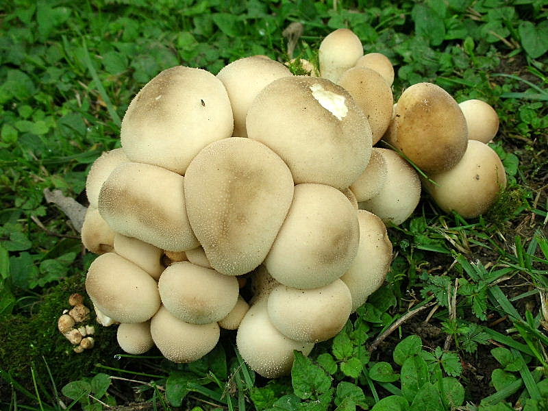 Lycoperdaceae